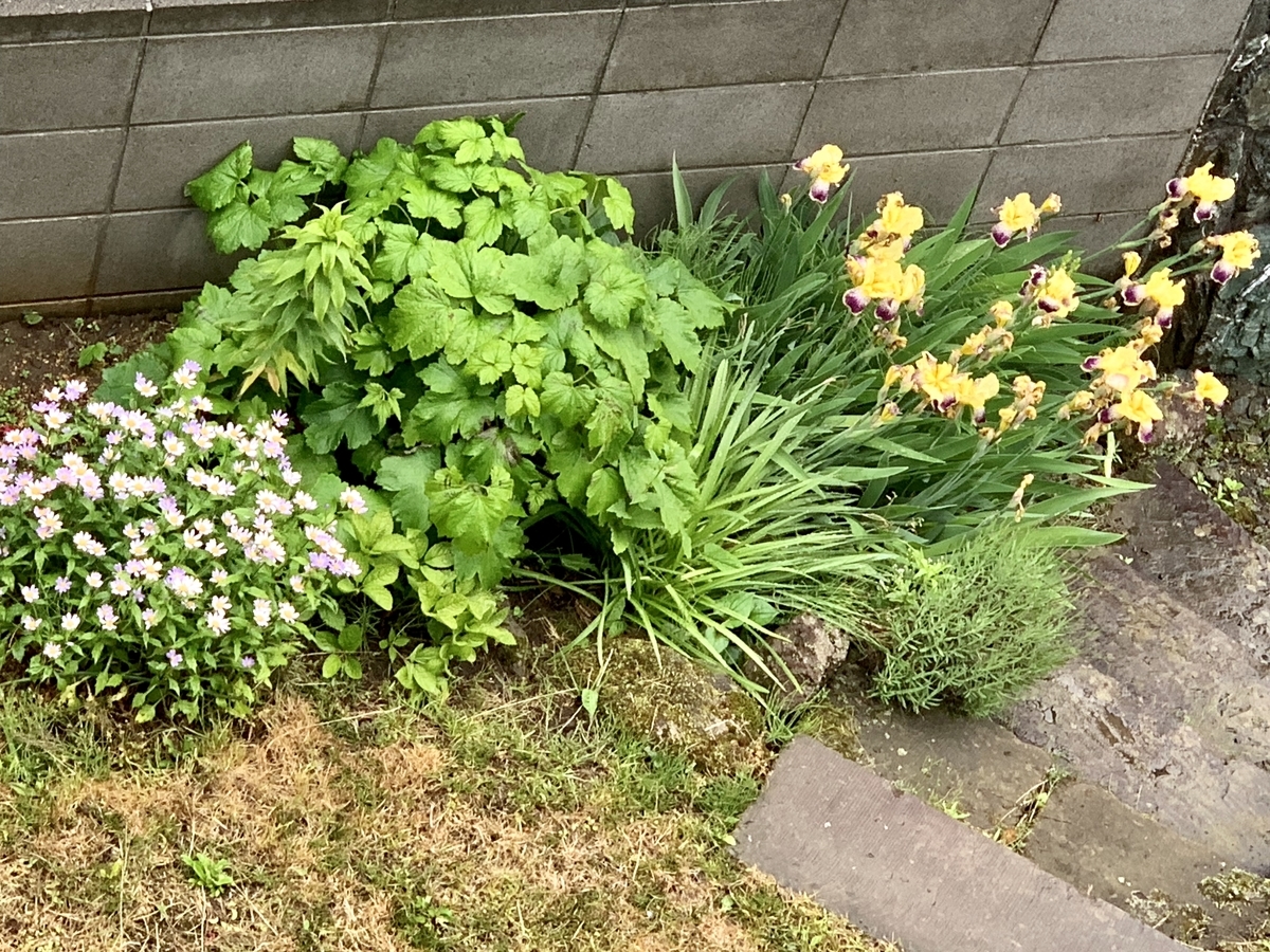 f:id:chocorash:20190616082430j:plain f:id:chocorash:20190616082430j:plain
