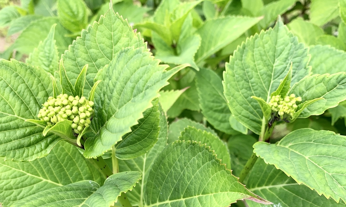 f:id:chocorash:20190621103523j:plain