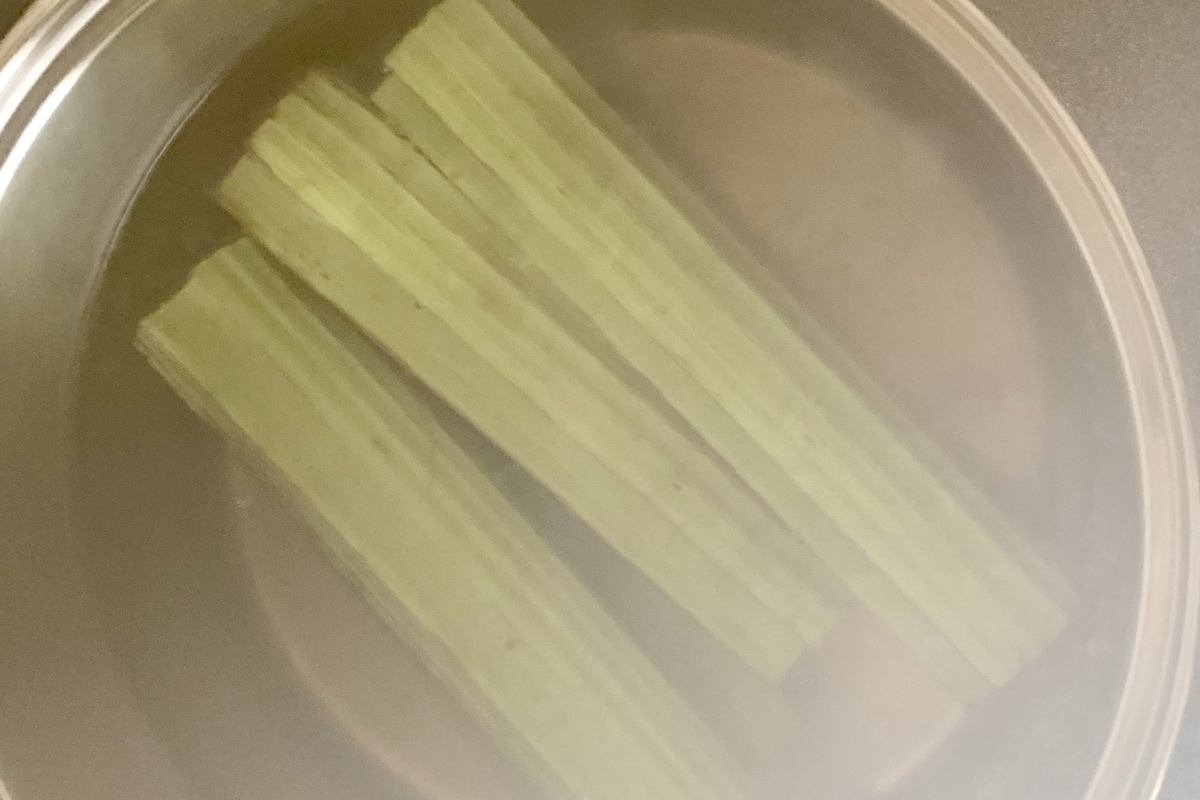 f:id:chocorash:20190625165414j:plain f:id:chocorash:20190625165414j:plain