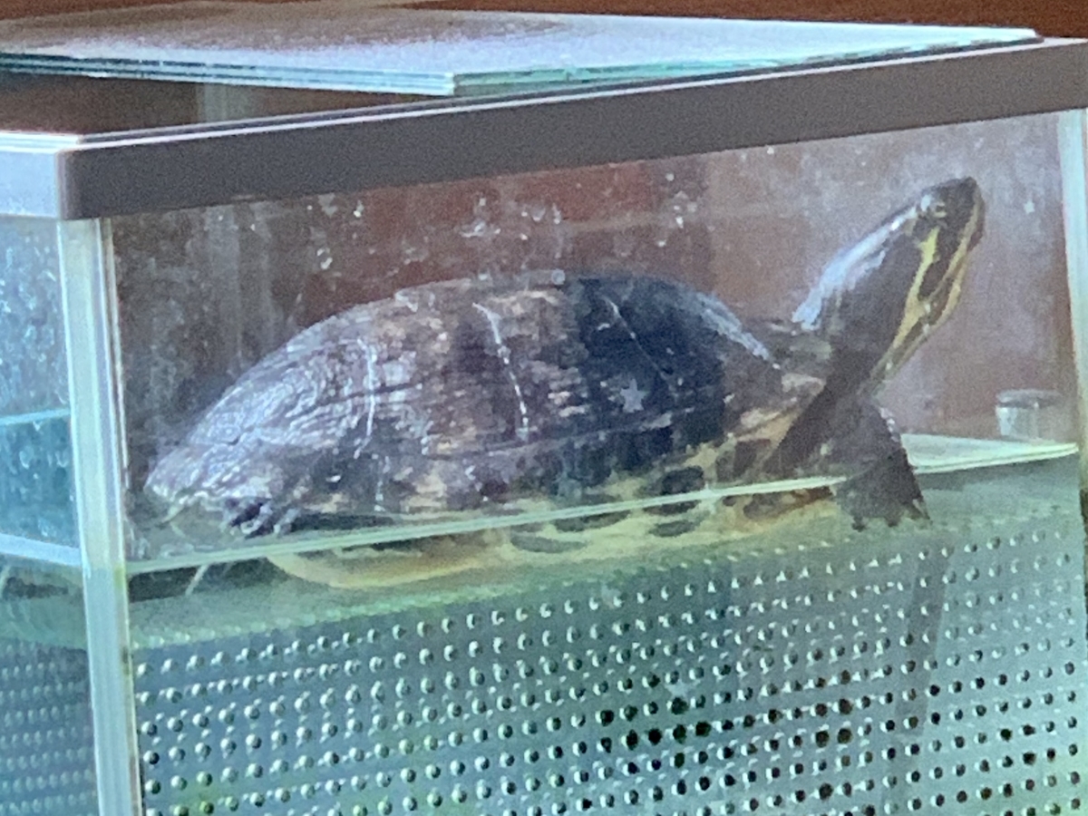 f:id:chocorash:20190630143950j:plain f:id:chocorash:20190630143950j:plain