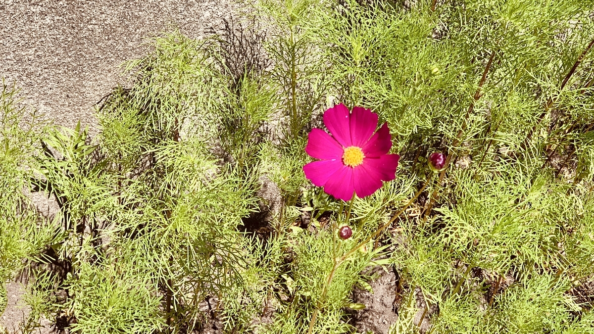 f:id:chocorash:20190708135502j:plain