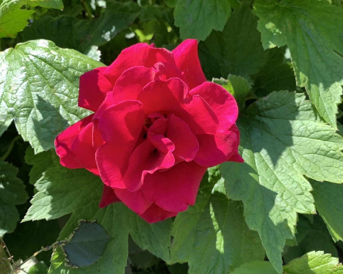 f:id:chocorash:20190708135920j:plain