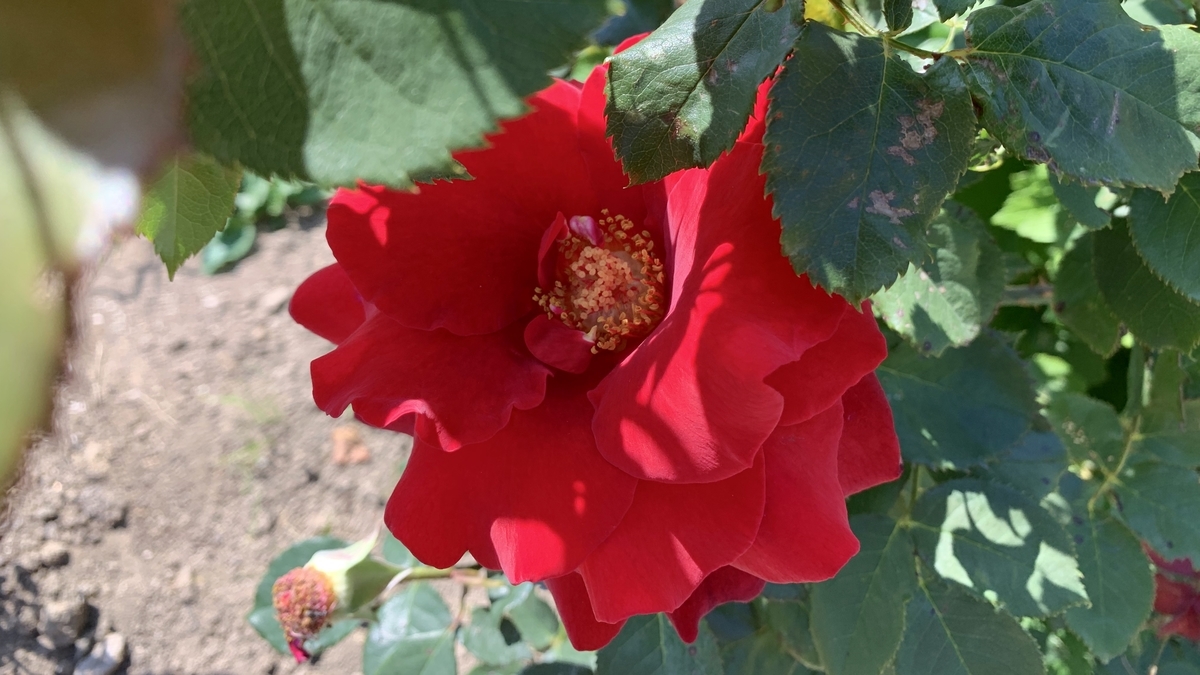 f:id:chocorash:20190708135940j:plain
