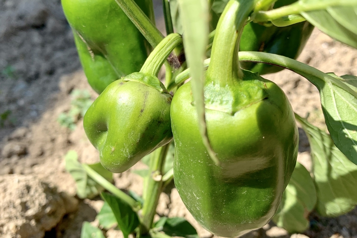 f:id:chocorash:20190708140152j:plain