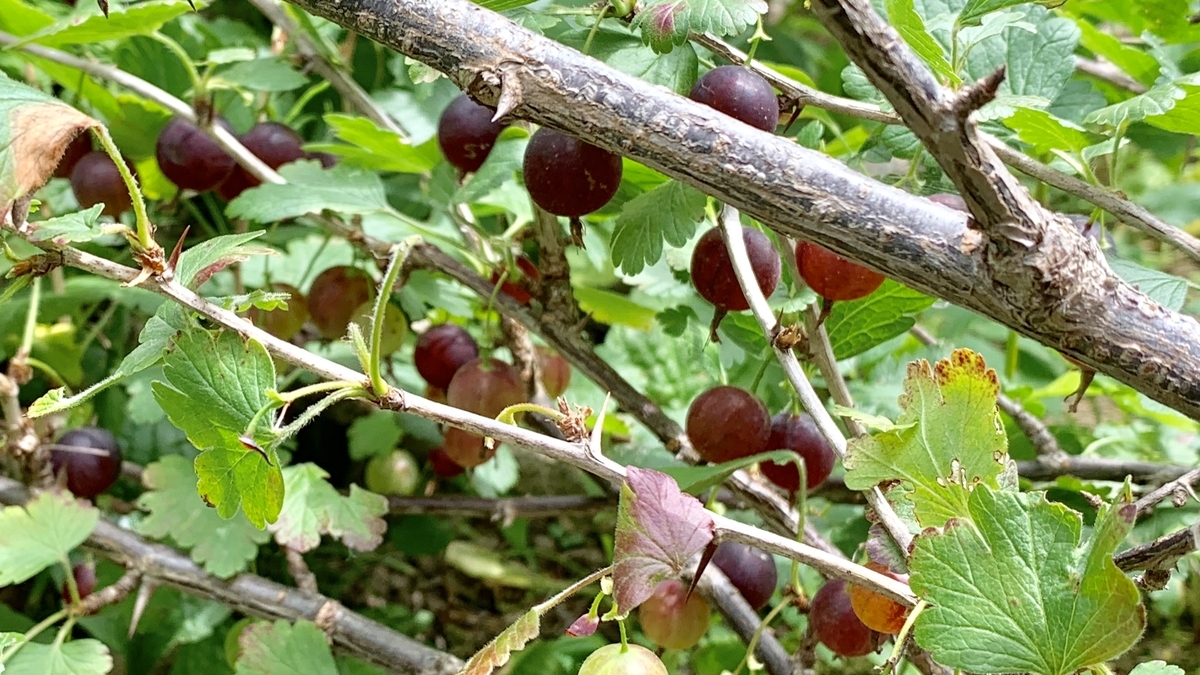 f:id:chocorash:20190802143542j:plain f:id:chocorash:20190802143542j:plain