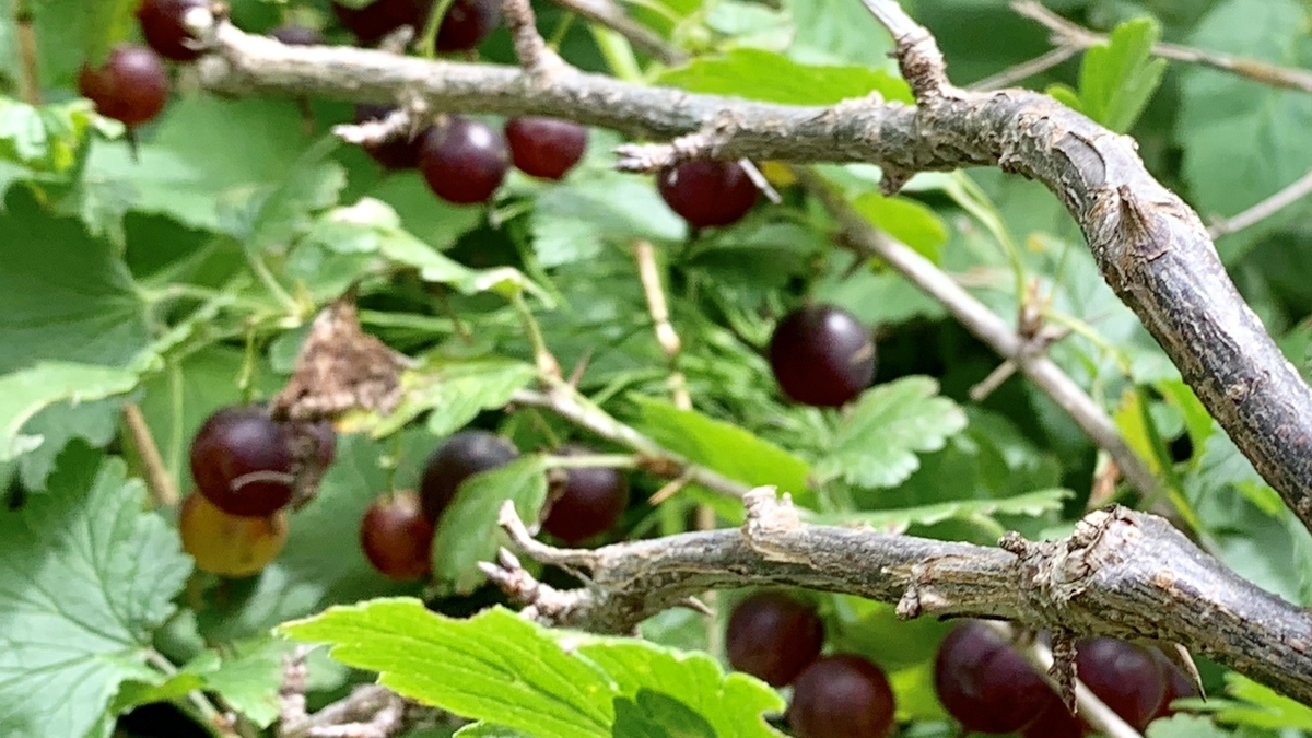 f:id:chocorash:20190802143638j:plain f:id:chocorash:20190802143638j:plain