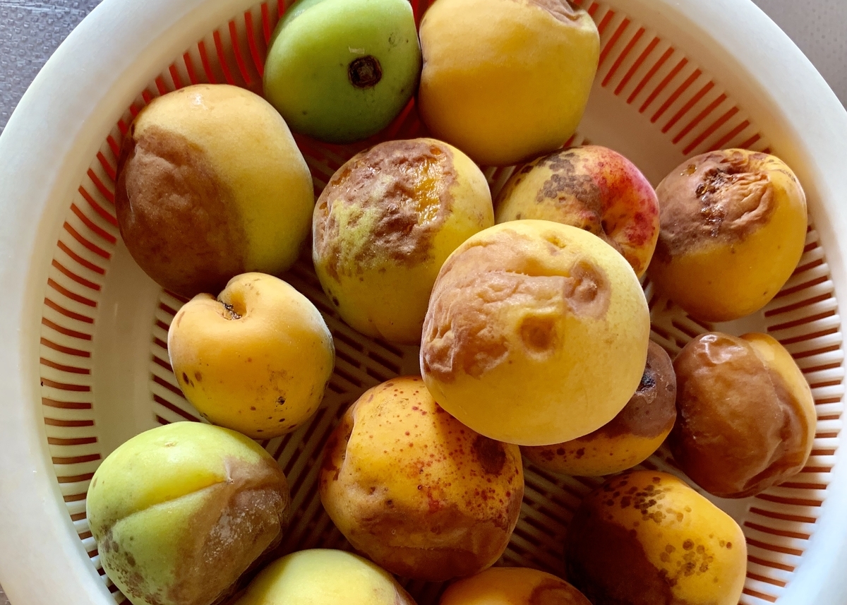 f:id:chocorash:20190803104428j:plain f:id:chocorash:20190803104428j:plain