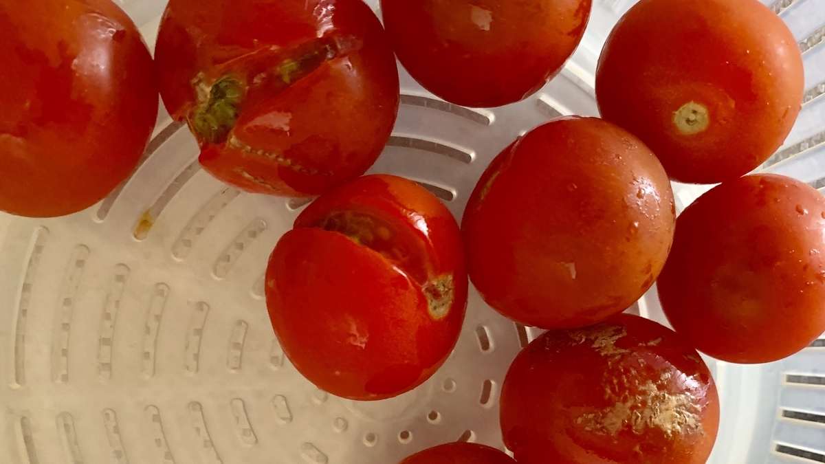 f:id:chocorash:20190807081947j:plain f:id:chocorash:20190807081947j:plain