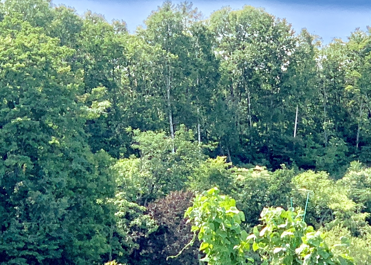 f:id:chocorash:20190811194424j:plain
