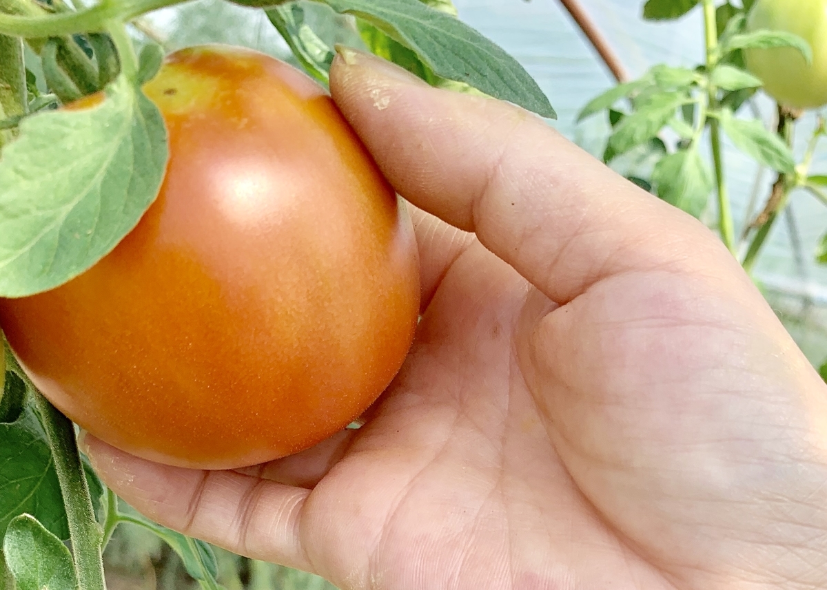 f:id:chocorash:20190811195612j:plain