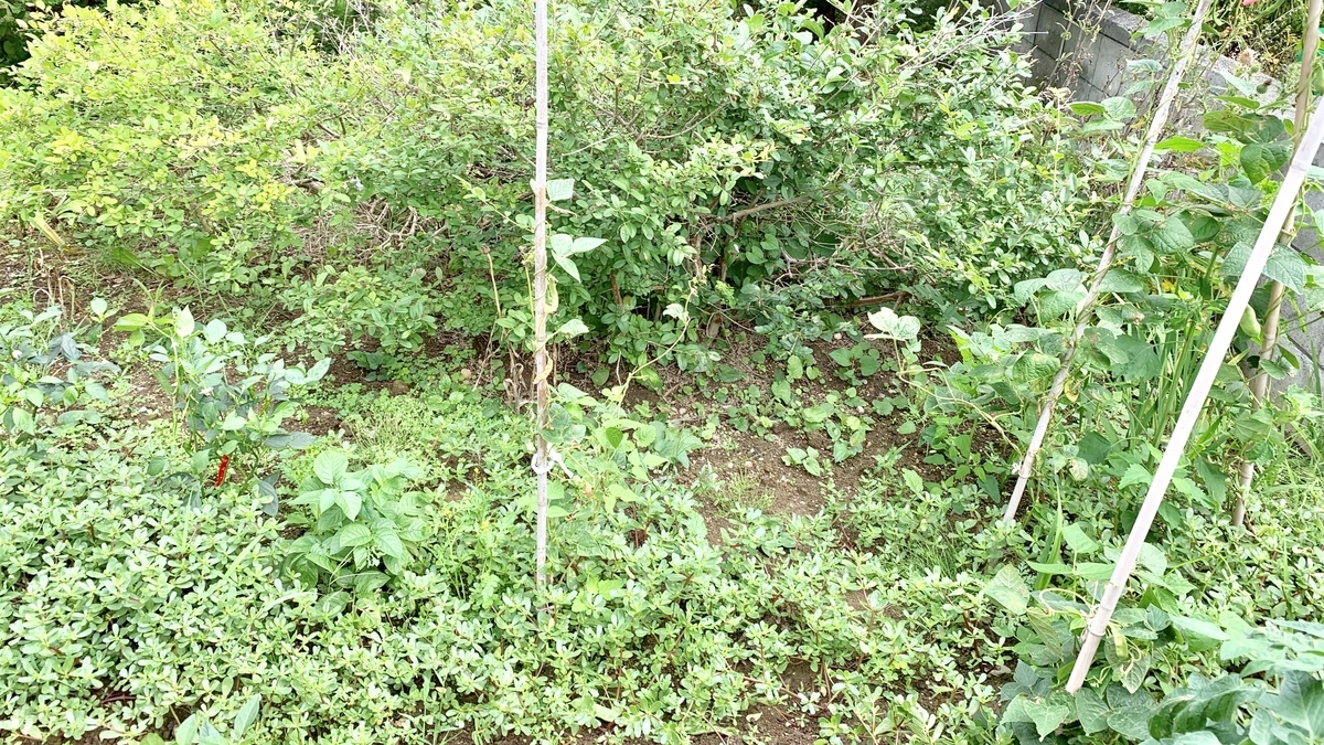 f:id:chocorash:20190820130344j:plain f:id:chocorash:20190820130344j:plain