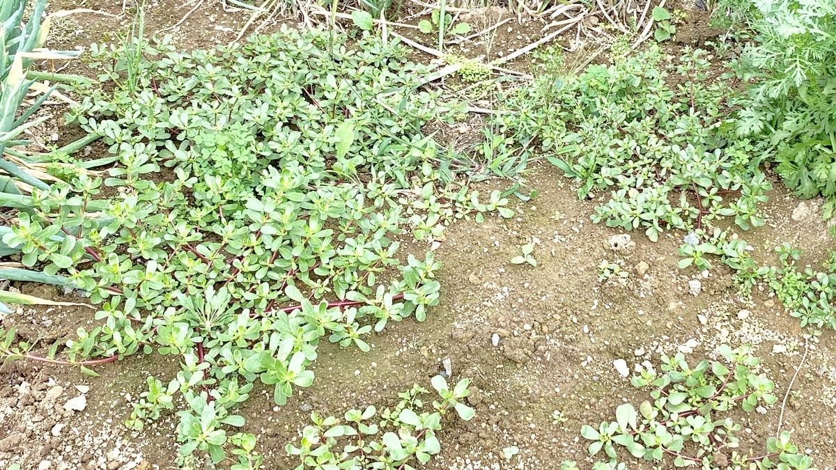 f:id:chocorash:20190820130423j:plain f:id:chocorash:20190820130423j:plain