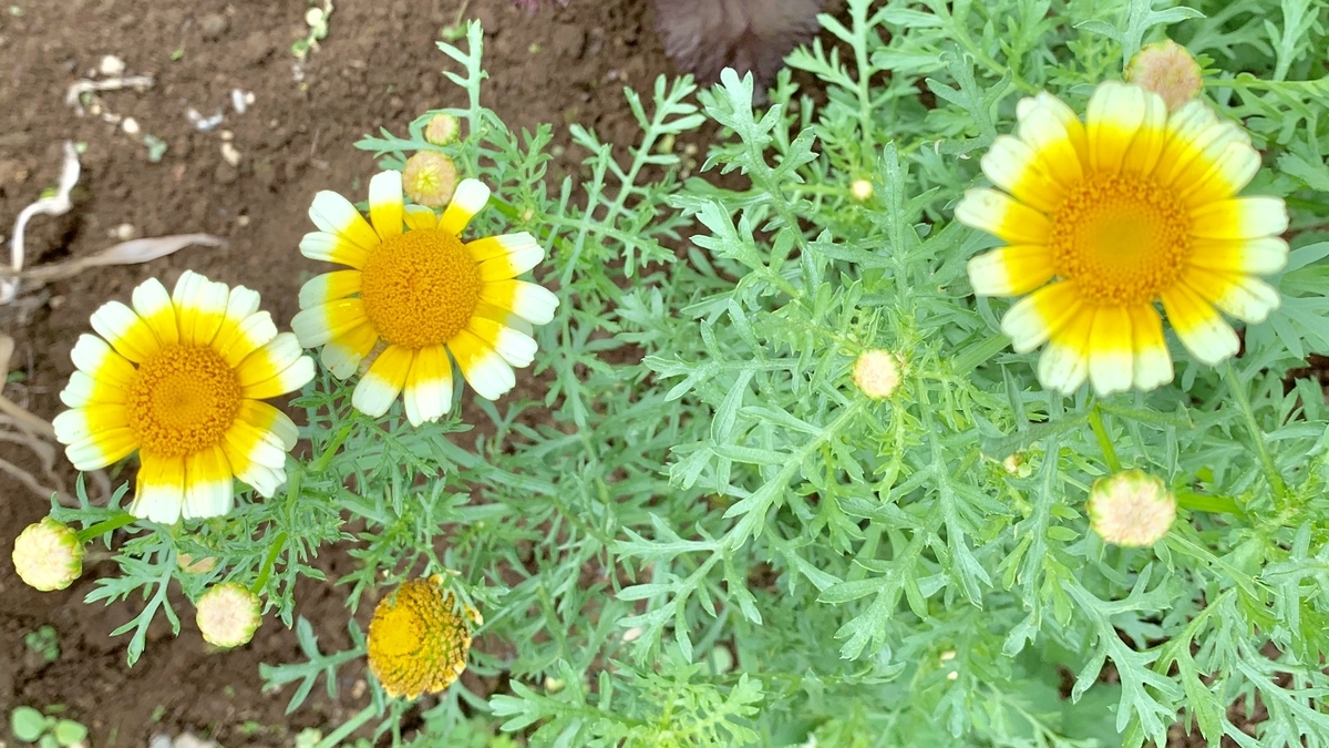 f:id:chocorash:20190820131248j:plain f:id:chocorash:20190820131248j:plain