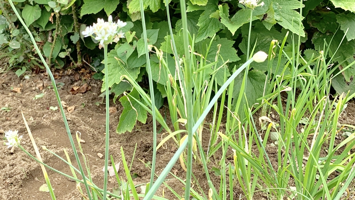 f:id:chocorash:20190820131652j:plain f:id:chocorash:20190820131652j:plain