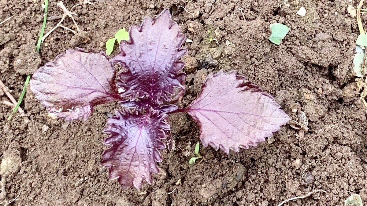 f:id:chocorash:20190820132923j:plain f:id:chocorash:20190820132923j:plain