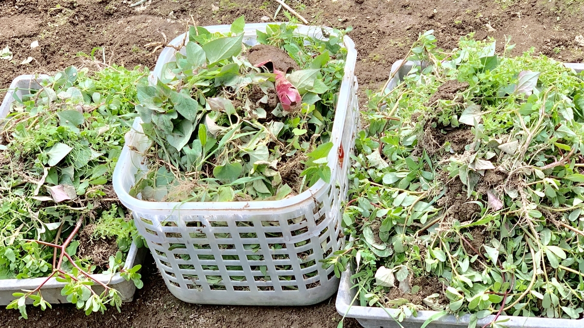 f:id:chocorash:20190821111909j:plain f:id:chocorash:20190821111909j:plain
