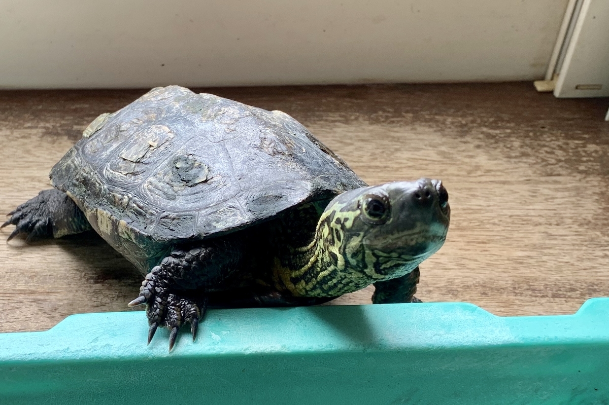 f:id:chocorash:20191009111450j:plain