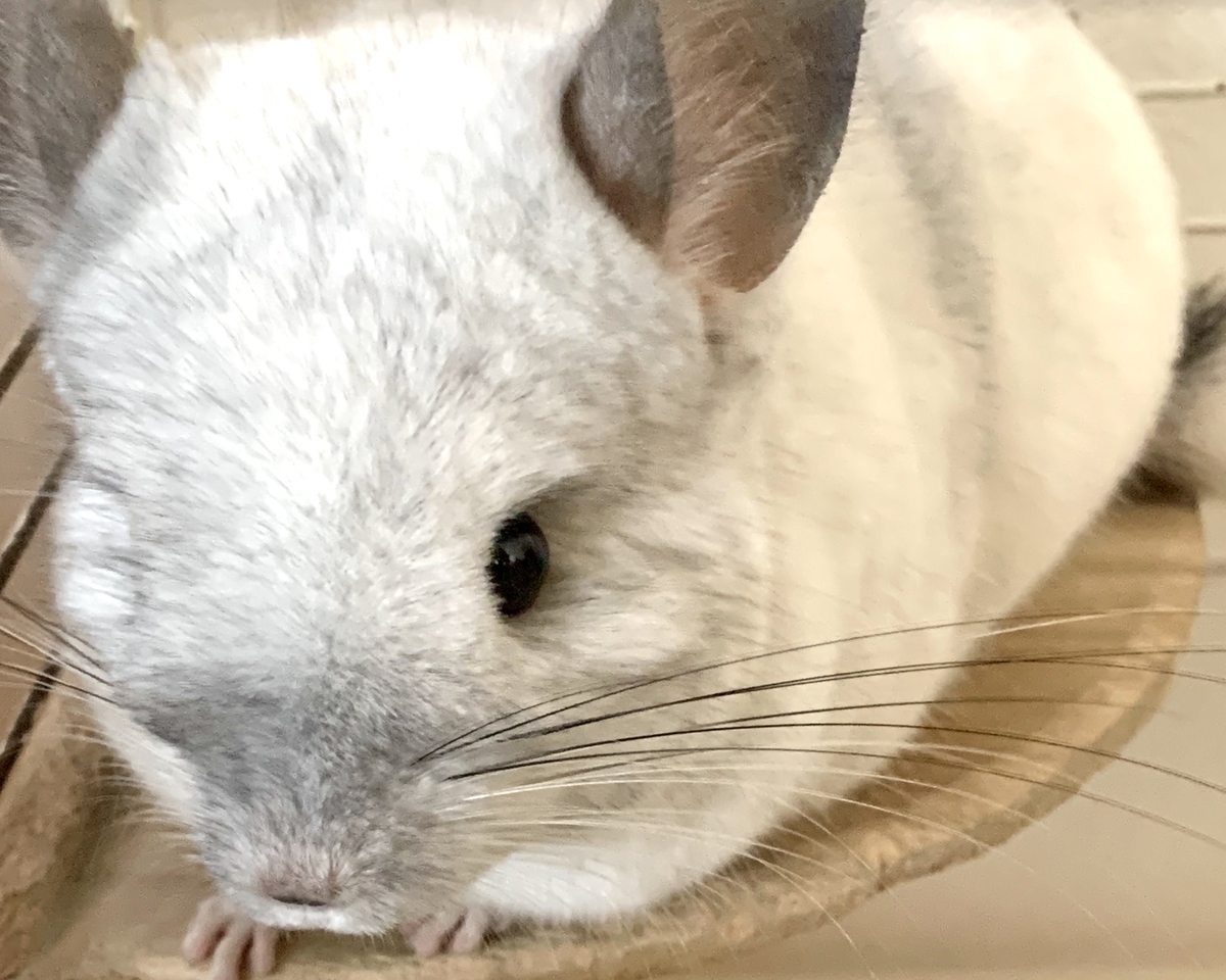 f:id:chocorash:20191126093630j:plain f:id:chocorash:20191126093630j:plain