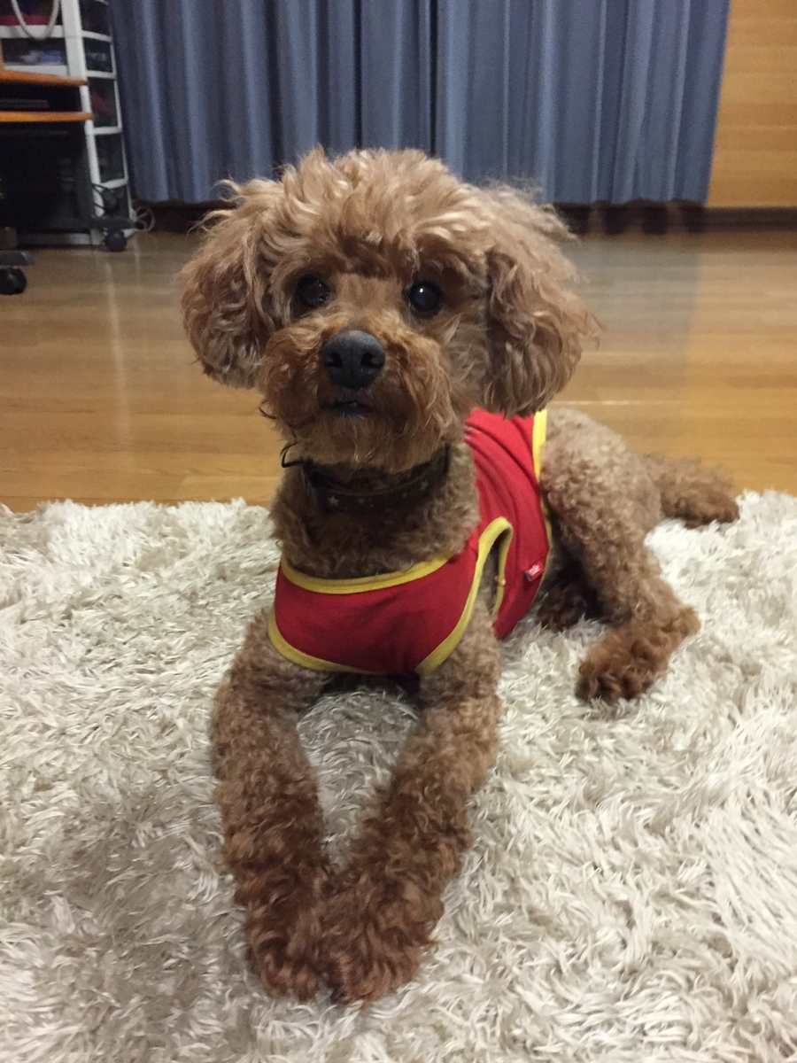 f:id:chocorash:20191206150203j:plain