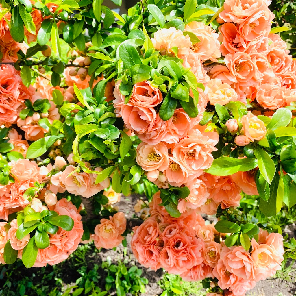 f:id:chocorash:20200523143338j:image f:id:chocorash:20200523143338j:image