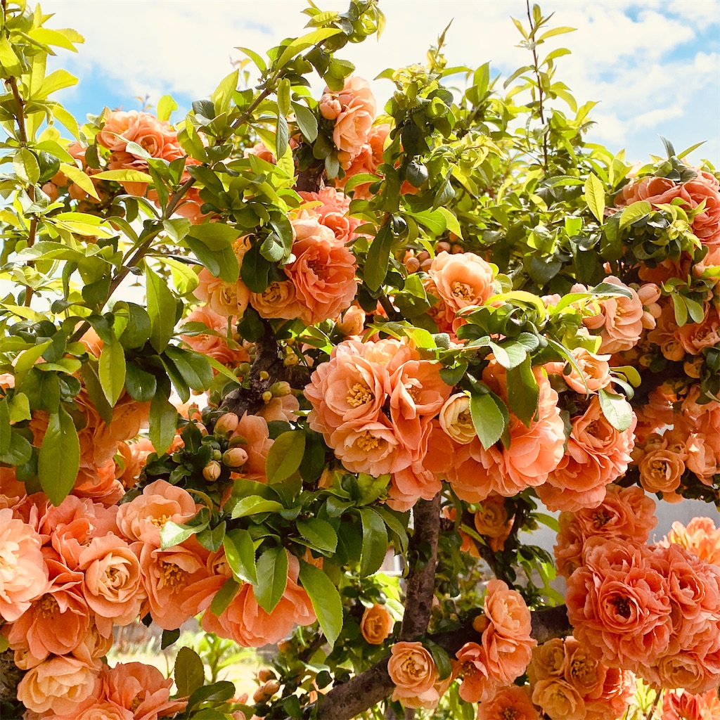 f:id:chocorash:20200523143350j:image f:id:chocorash:20200523143350j:image