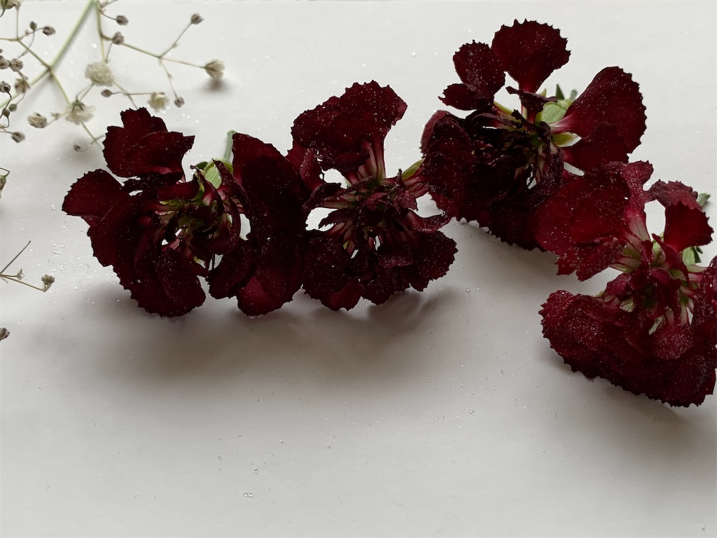 f:id:chocorash:20200625141240j:image f:id:chocorash:20200625141240j:image