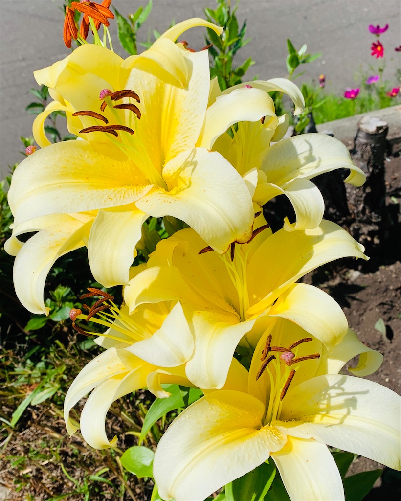 f:id:chocorash:20200806070622j:image f:id:chocorash:20200806070622j:image