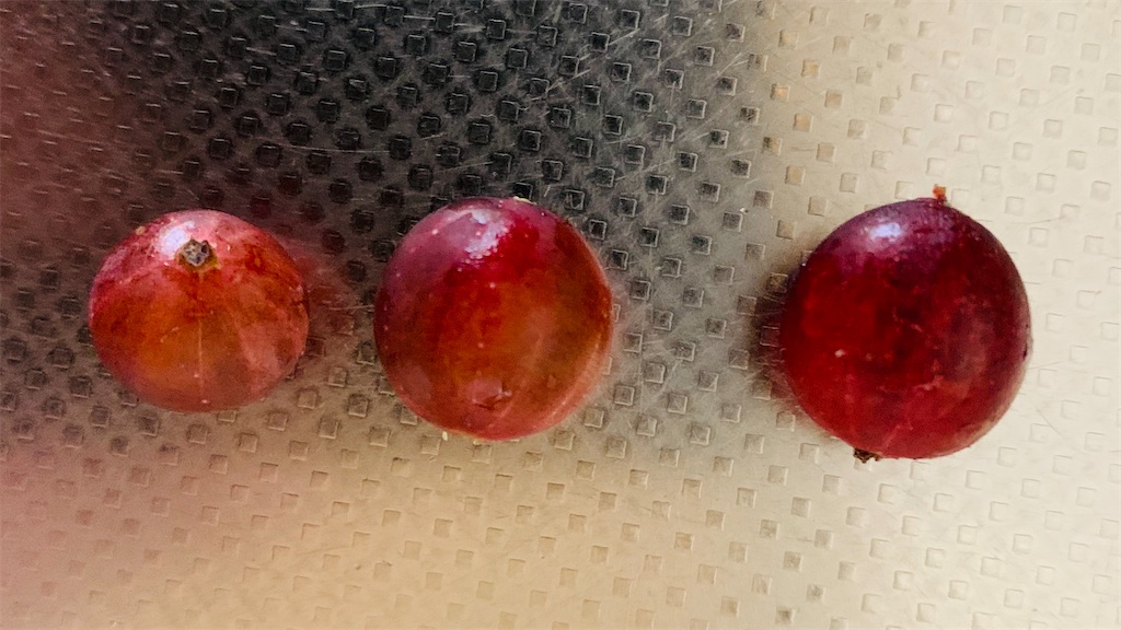 f:id:chocorash:20200812100239j:image f:id:chocorash:20200812100239j:image