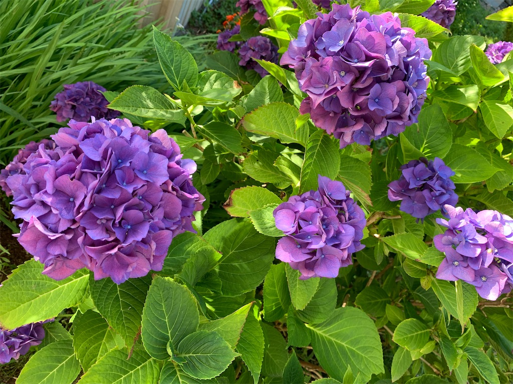 f:id:chocorash:20200819071451j:image f:id:chocorash:20200819071451j:image