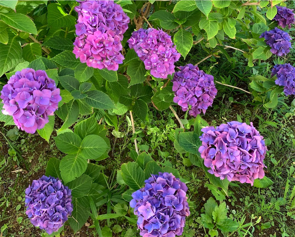 f:id:chocorash:20200819071510j:image f:id:chocorash:20200819071510j:image