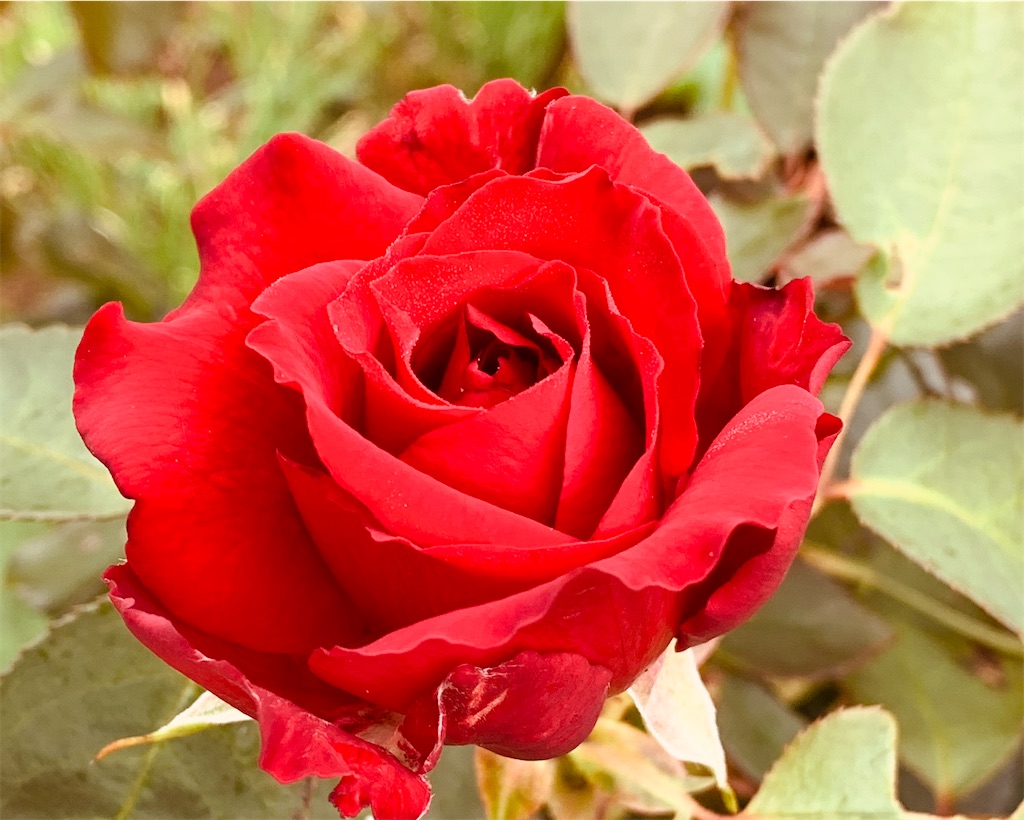 f:id:chocorash:20200819071635j:image f:id:chocorash:20200819071635j:image