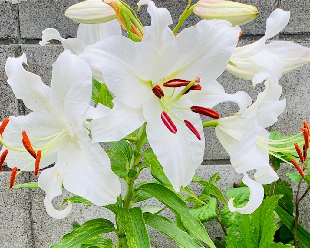 f:id:chocorash:20200819071709j:image f:id:chocorash:20200819071709j:image