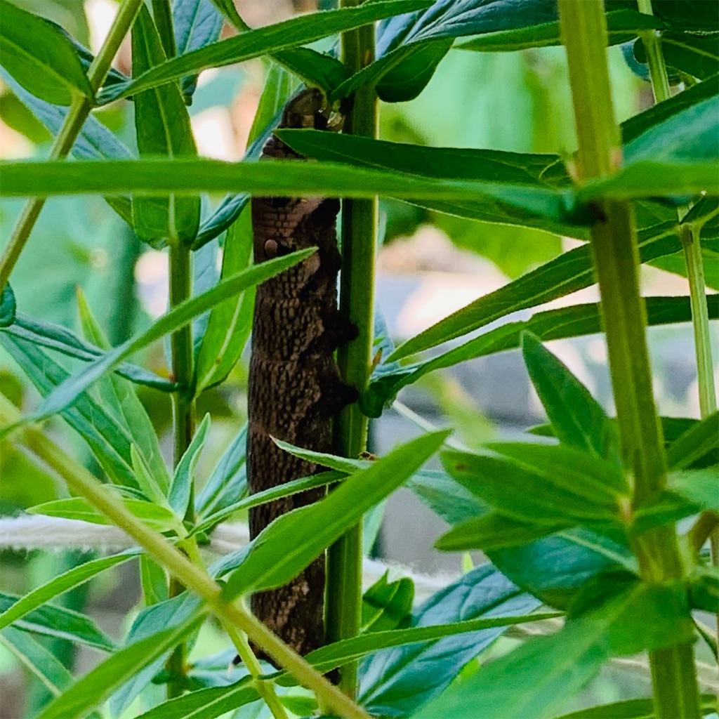 f:id:chocorash:20210815090037j:image f:id:chocorash:20210815090037j:image