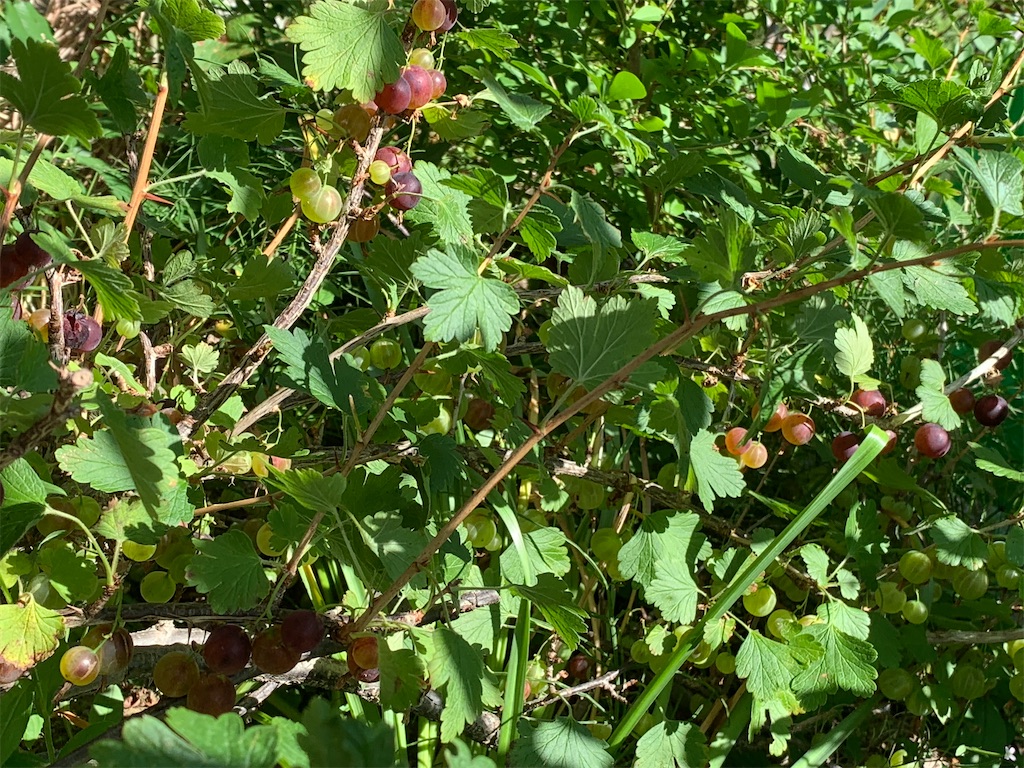 f:id:chocorash:20210815100308j:image f:id:chocorash:20210815100308j:image