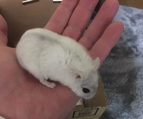 f:id:chocosaburou:20190508171927j:plain