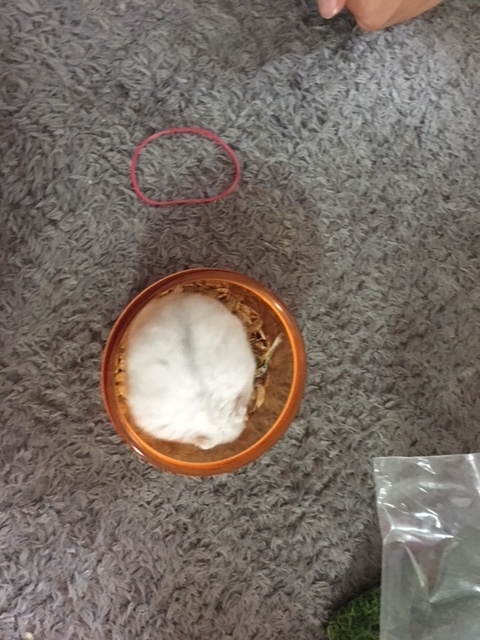 f:id:chocosaburou:20191016163948j:plain