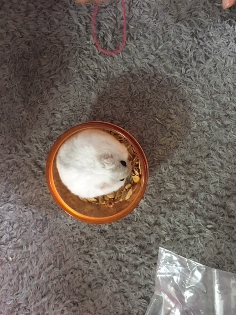 f:id:chocosaburou:20191016164002j:plain