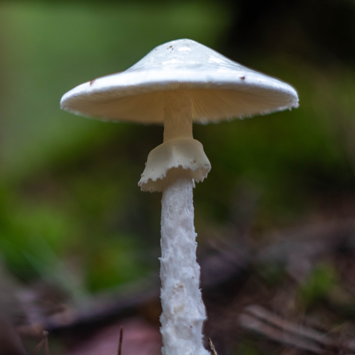 ドクツルタケとは 動植物の人気 最新記事を集めました はてな ドクツルタケとは 動植物の人気 最新記事を集めました はてな