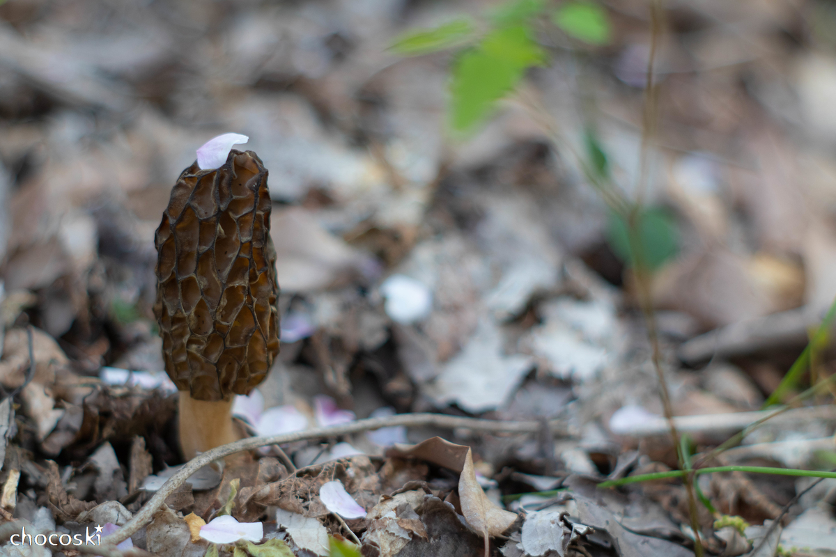桜の木の下には ちょっとグロテスクなアミガサタケに会いに行く きのこ観察に出かけよう 関東きのこの会 きのこ情報ポータルサイト