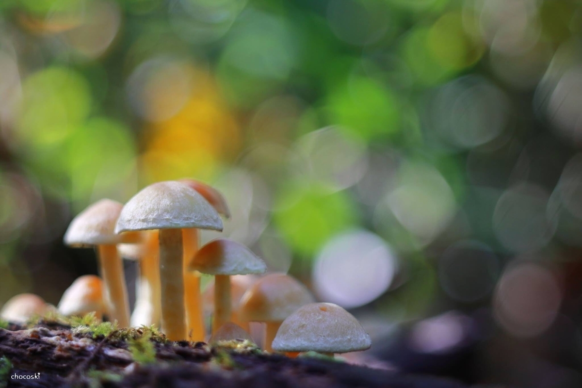 私がきのこ観察にハマる10の理由 きのこ観察って本当に楽しい 関東きのこの会 きのこ情報ポータルサイト