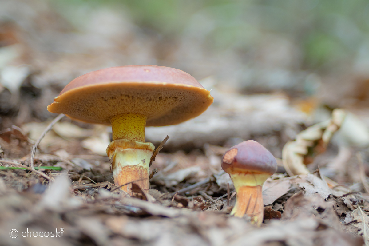 つやつやの傘に心が躍る 愛されきのこハナイグチに会いに行く きのこ観察へ出かけよう 関東きのこの会 きのこ情報ポータルサイト