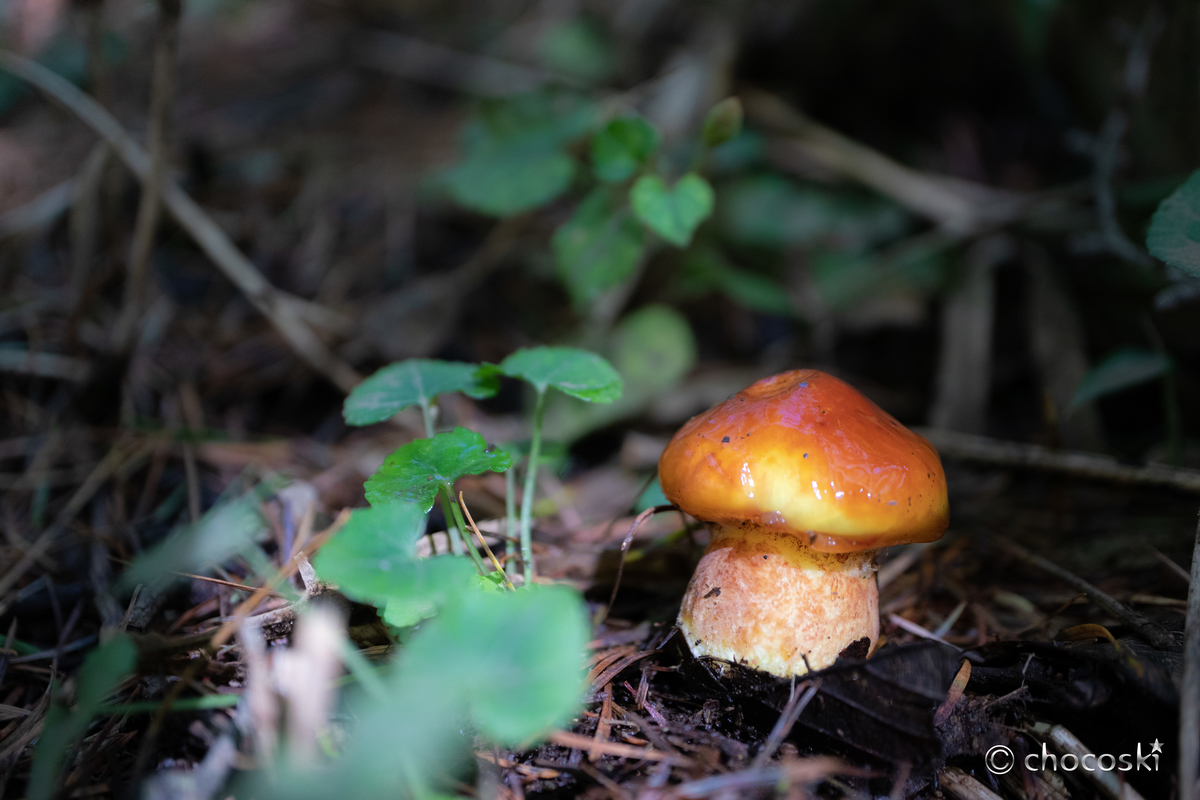 つやつやの傘に心が躍る 愛されきのこハナイグチに会いに行く きのこ観察へ出かけよう 関東きのこの会 きのこ情報ポータルサイト