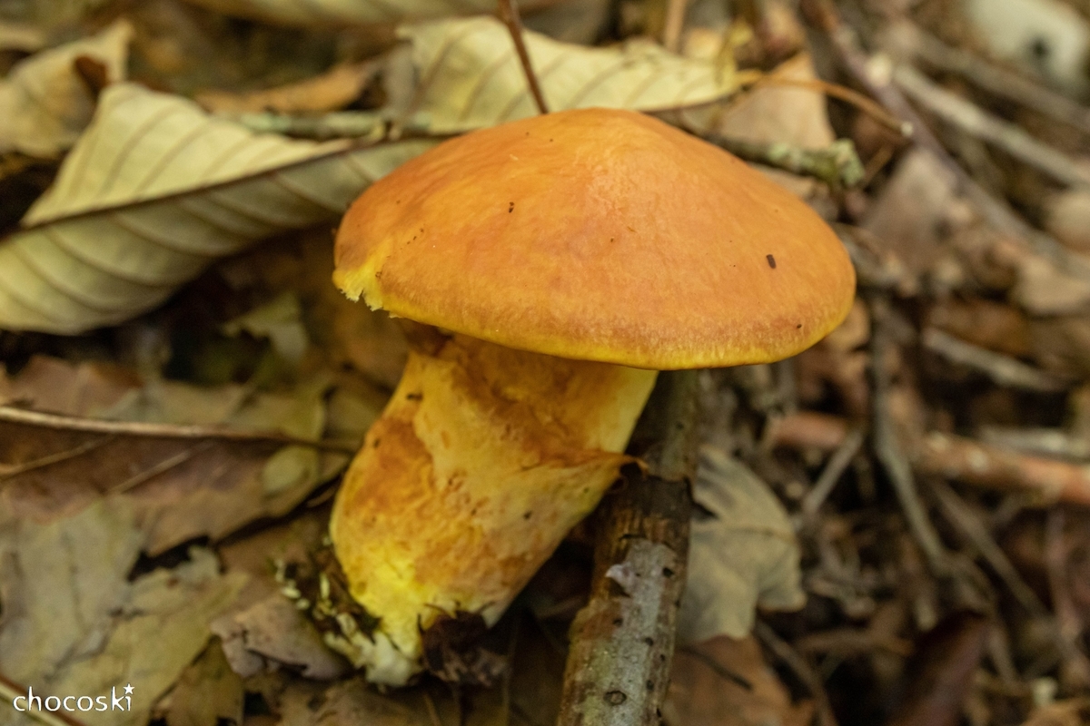 つやつやの傘に心が躍る 愛されきのこハナイグチに会いに行く きのこ観察へ出かけよう 関東きのこの会 きのこ情報ポータルサイト