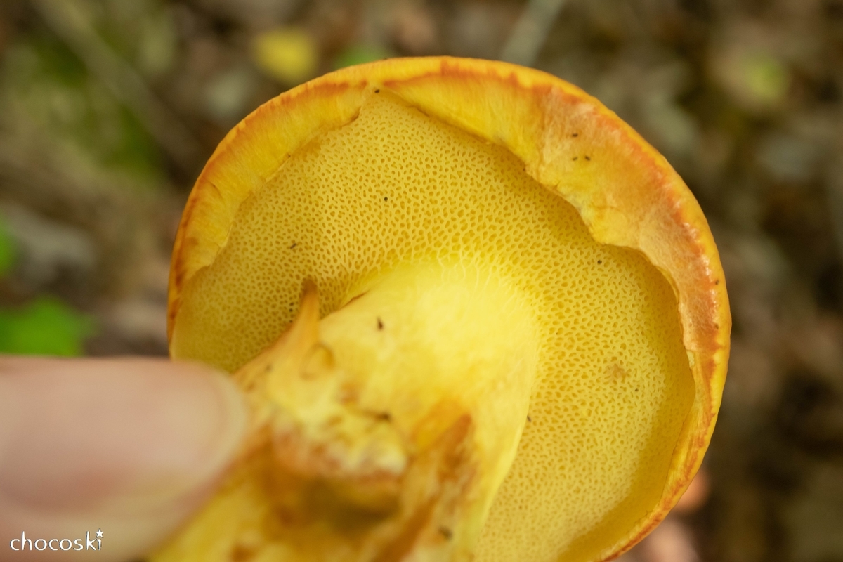 つやつやの傘に心が躍る 愛されきのこハナイグチに会いに行く きのこ観察へ出かけよう 関東きのこの会 きのこ情報ポータルサイト