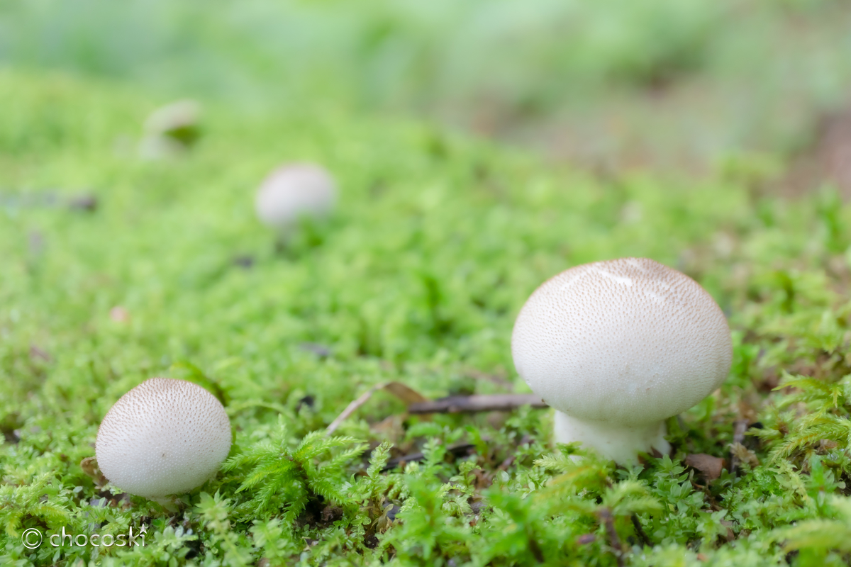 叩けばホコリの出る身 つついて遊べるホコリタケに会いに行く きのこ観察に出かけよう 関東きのこの会 きのこ情報ポータルサイト