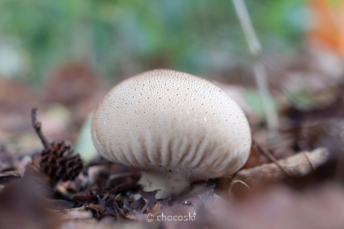 叩けばホコリの出る身 つついて遊べるホコリタケに会いに行く きのこ観察に出かけよう 関東きのこの会 きのこ情報ポータルサイト