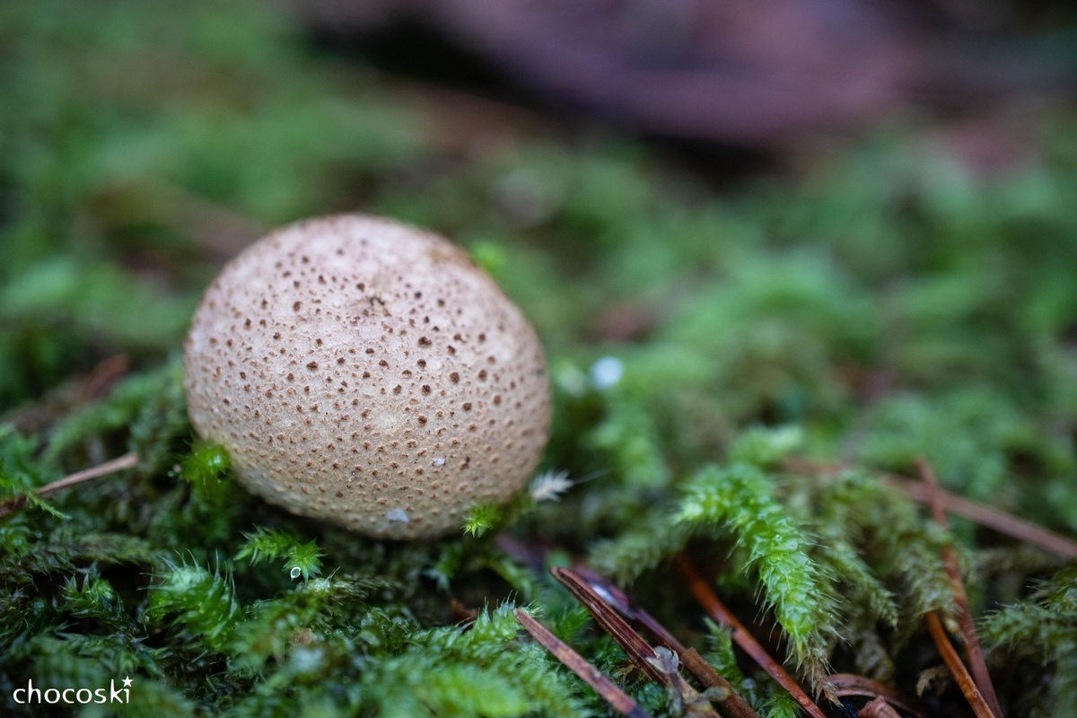 叩けばホコリの出る身 つついて遊べるホコリタケに会いに行く きのこ観察に出かけよう 関東きのこの会 きのこ情報ポータルサイト