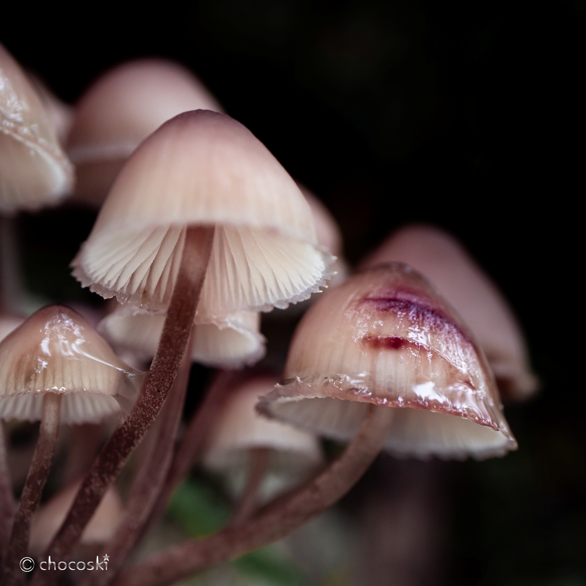 血の滴る病み系きのこ フリルスカートのチシオタケに会いに行く きのこ観察に出かけよう 関東きのこの会 きのこ情報ポータルサイト