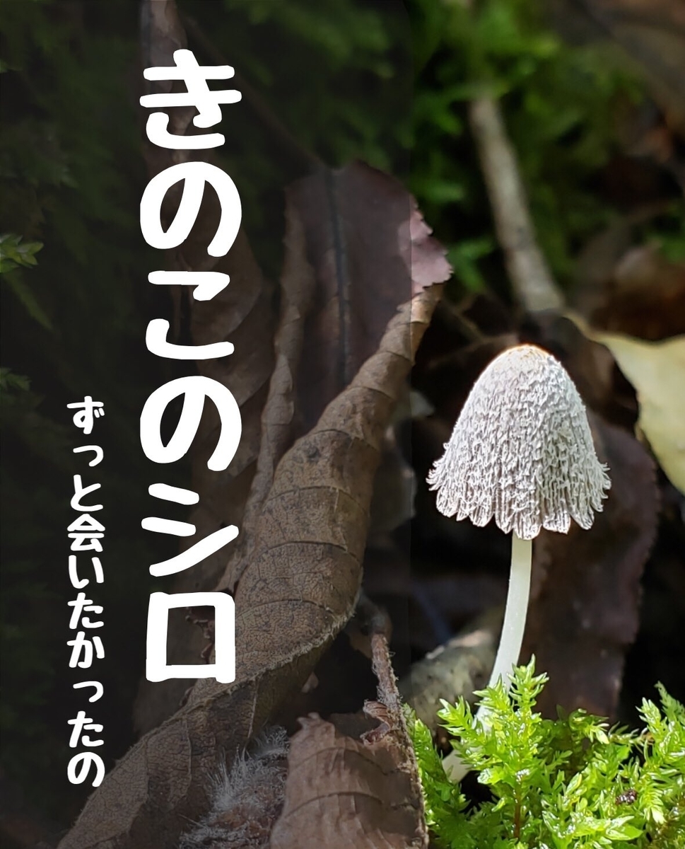 グループ展 きのこのシロ 延期開催日決定 お待たせしました 関東きのこの会 きのこ情報ポータルサイト