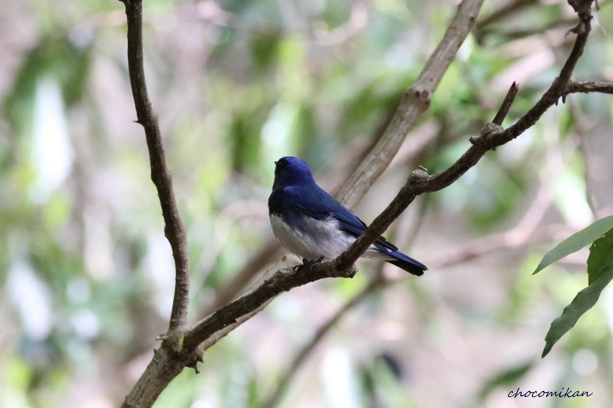 f:id:chocotarou:20190425174008j:plain f:id:chocotarou:20190425174008j:plain